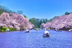 ARISTO吉祥寺_井の頭公園桜.jpeg