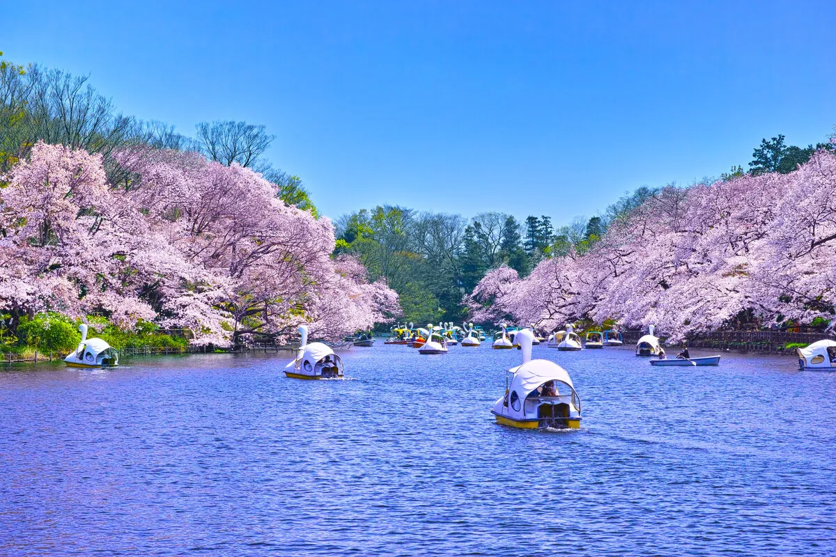 ARISTO吉祥寺_井の頭公園桜.jpeg